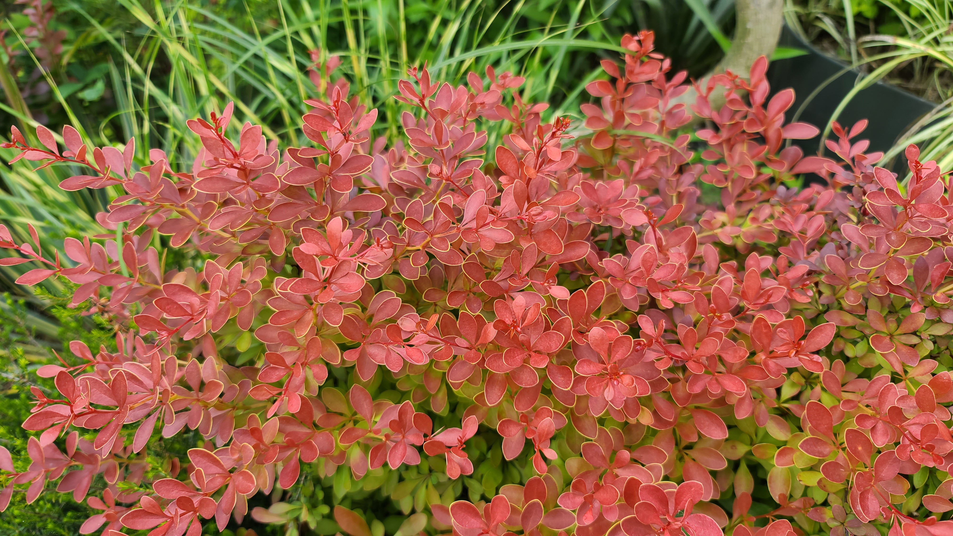 Berberis thunbergii 'Coral'